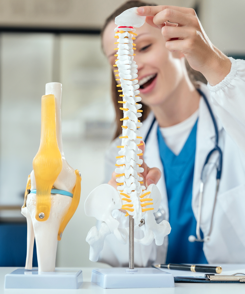 Ärztin zeigt an einem Modell der menschlichen Wirbelsäule den Aufbau der Knochen und Gelenke.